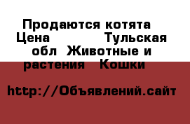 Продаются котята › Цена ­ 3 500 - Тульская обл. Животные и растения » Кошки   